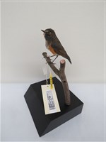 藏品(藍尾鴝)的圖片